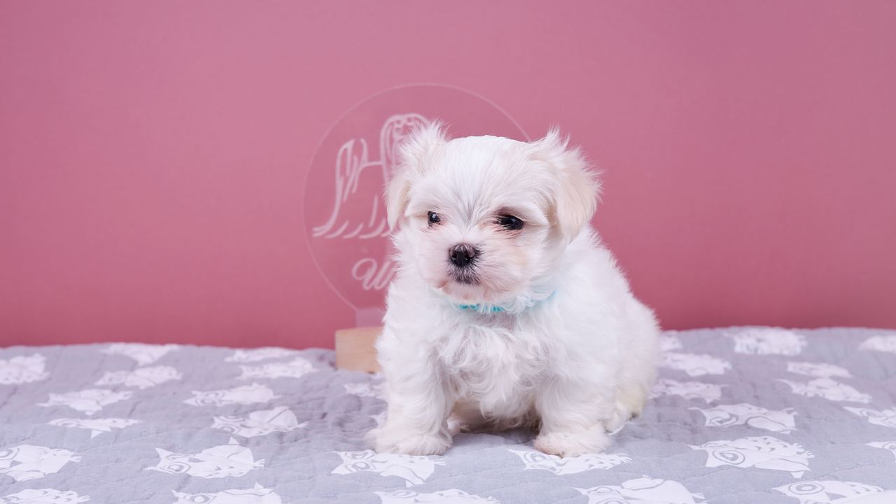 Щенок White Dog
